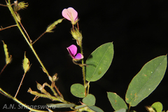 Alysicarpus racemosus